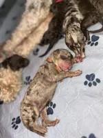 Romeo, a male Poodle - Multi-Colored Standard for sale in Dallas, TX – Photo 1 of 3