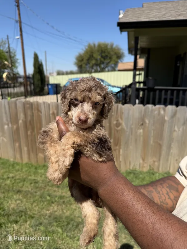 Romeo – Poodle - Multi-Colored Standard puppy for sale in Dallas, TX