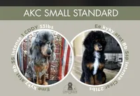 Akc Luna, a female Poodle - Multi-Colored Standard for sale in Myrtle Beach, SC – 5 of 5