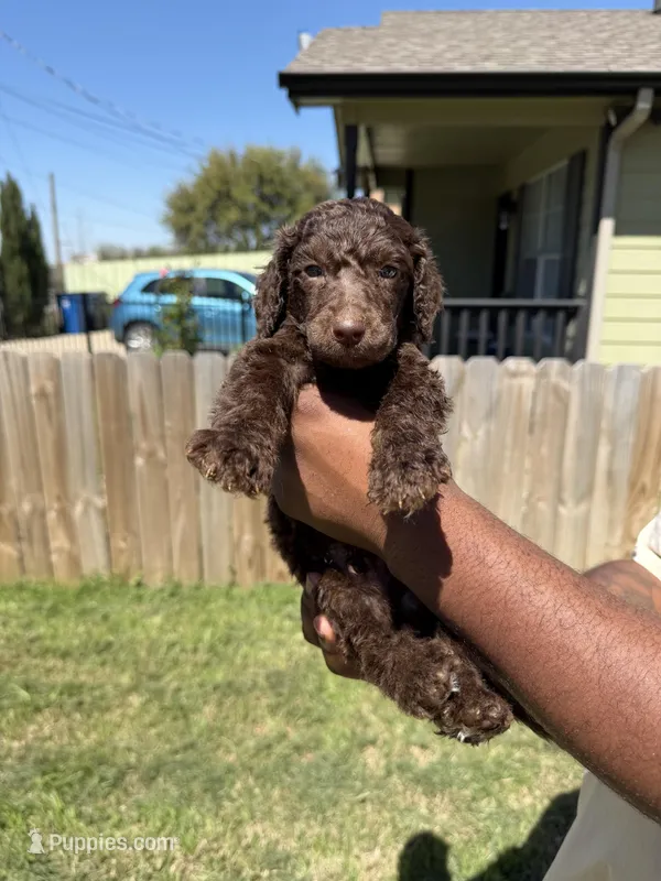 Truffle – Poodle - Standard  puppy for sale in Dallas, TX
