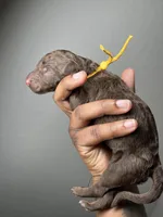 Truffle, a male Poodle - Standard  for sale in Dallas, TX – Photo 2 of 4