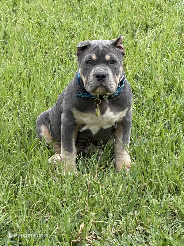 BoBa – American Bully puppy for sale in Myrtle Beach, SC