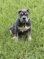 BoBa, a male American Bully for sale in Myrtle Beach, SC – 1 of 2
