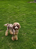 Akc Bella , a female Poodle - Miniature  for sale in Dallas, TX – Photo 3 of 3