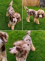 Akc Bella , a female Poodle - Miniature  for sale in Dallas, TX – Photo 2 of 3