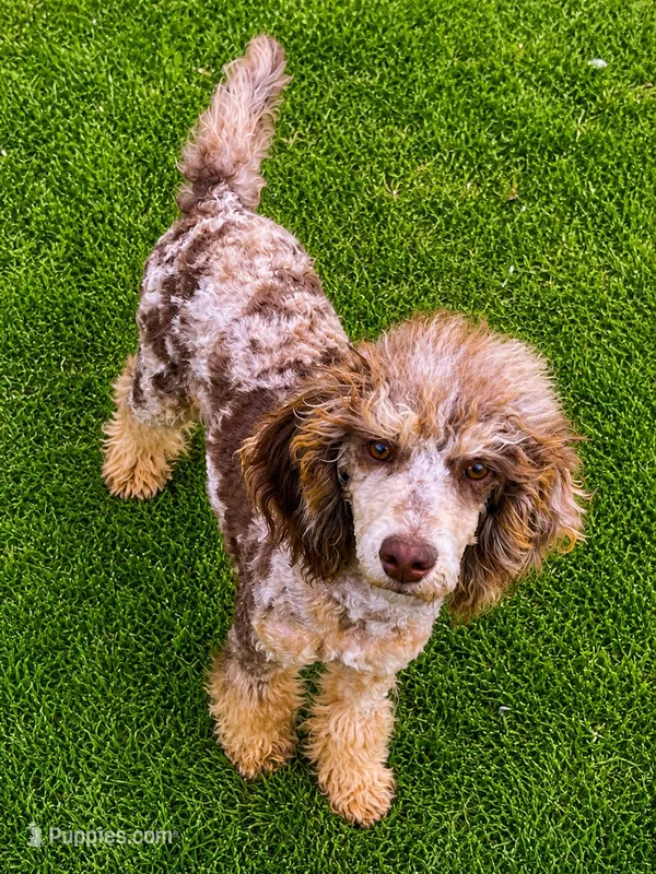 Akc Bella , a female Poodle - Miniature  for sale in Dallas, TX – Photo 1 of 3