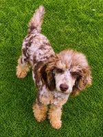 Akc Bella , a female Poodle - Miniature  for sale in Dallas, TX – Photo 1 of 3