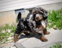 Akc Majestic, a female Poodle - Miniature  for sale in Dallas, TX – 3 of 8
