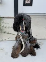 Akc Luna, a female Poodle - Multi-Colored Standard for sale in Myrtle Beach, SC – 2 of 9