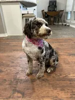 Indi, a female Bernedoodle for sale in Myrtle Beach, SC – 3 of 4