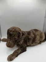 Caramel, a female Poodle - Standard  for sale in Dallas, TX – Photo 2 of 6