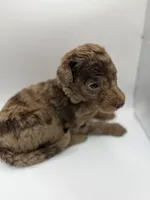 Caramel, a female Poodle - Standard  for sale in Dallas, TX – Photo 4 of 6