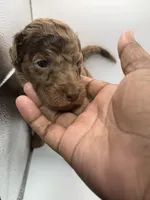 Caramel, a female Poodle - Standard  for sale in Dallas, TX – Photo 3 of 6