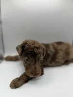 Caramel, a female Poodle - Standard  for sale in Dallas, TX – Photo 1 of 6