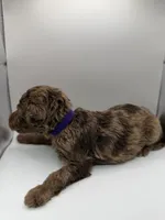 Caramel, a female Poodle - Standard  for sale in Dallas, TX – Photo 5 of 6