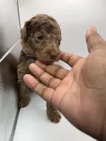 Caramel, a female Poodle - Standard  for sale in Dallas, TX – Photo 6 of 6