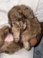 Toffee, a male Poodle - Standard  for sale in Dallas, TX – Photo 2 of 10