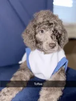 Toffee, a male Poodle - Standard  for sale in Dallas, TX – Photo 1 of 10