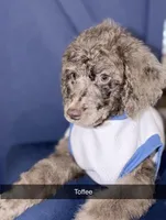 Toffee, a male Poodle - Standard  for sale in Dallas, TX – Photo 4 of 10