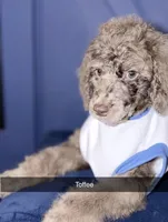Toffee, a male Poodle - Standard  for sale in Dallas, TX – Photo 5 of 10