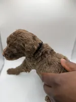 Toffee, a male Poodle - Standard  for sale in Dallas, TX – Photo 3 of 6