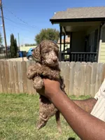Toffee, a male Poodle - Standard  for sale in Dallas, TX – Photo 6 of 10