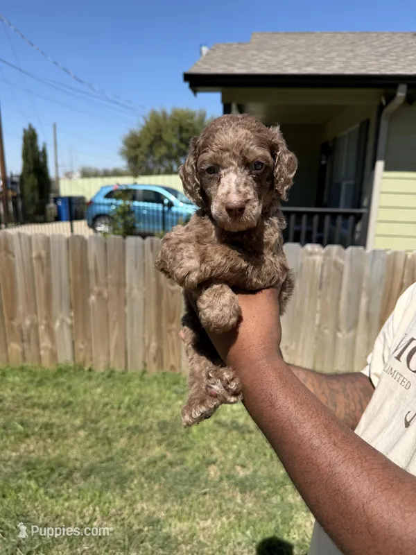 Toffee – Poodle - Standard  puppy for sale in Dallas, TX