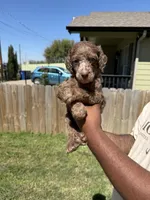 Toffee, a male Poodle - Standard  for sale in Dallas, TX – Photo 1 of 7