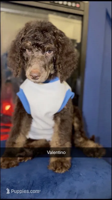 Valentino – Poodle - Standard  puppy for sale in Dallas, TX