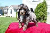 Akc Majestic, a female Poodle - Miniature  for sale in Dallas, TX – 2 of 8