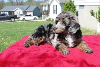 Akc Majestic, a female Poodle - Miniature  for sale in Dallas, TX – 5 of 8