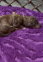 Juliet , a female Poodle - Standard  for sale in Dallas, TX – Photo 1 of 5