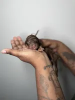 Juliet , a female Poodle - Standard  for sale in Dallas, TX – Photo 4 of 5