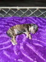 Juliet , a female Poodle - Standard  for sale in Dallas, TX – Photo 5 of 5