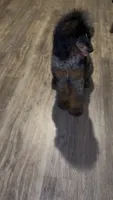 Akc Luna, a  Poodle - Multi-Colored Standard for sale in Dallas, TX – 4 of 4