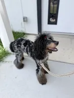 Akc Luna, a female Poodle - Multi-Colored Standard for sale in Myrtle Beach, SC – 3 of 9