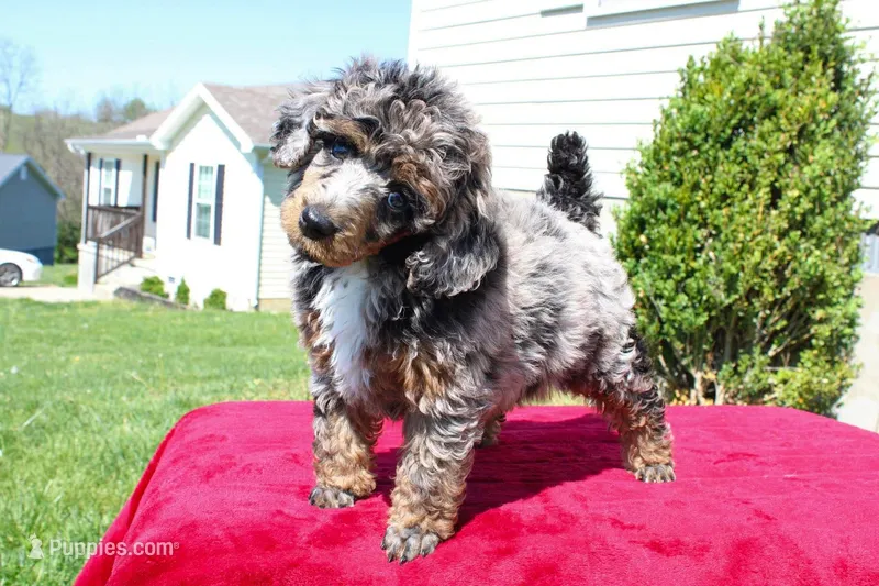 Akc Majestic – Poodle - Miniature  puppy for sale in Dallas, TX