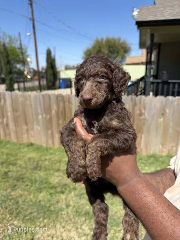 Hershey – Poodle - Standard  puppy for sale in Dallas, TX