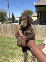 Hershey, a male Poodle - Standard  for sale in Dallas, TX – Photo 1 of 7