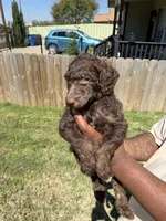 Hershey, a male Poodle - Standard  for sale in Dallas, TX – Photo 2 of 7