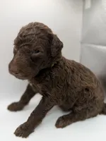 Hershey, a male Poodle - Standard  for sale in Dallas, TX – Photo 1 of 3