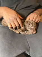 Hershey, a male Poodle - Standard  for sale in Dallas, TX – Photo 3 of 3