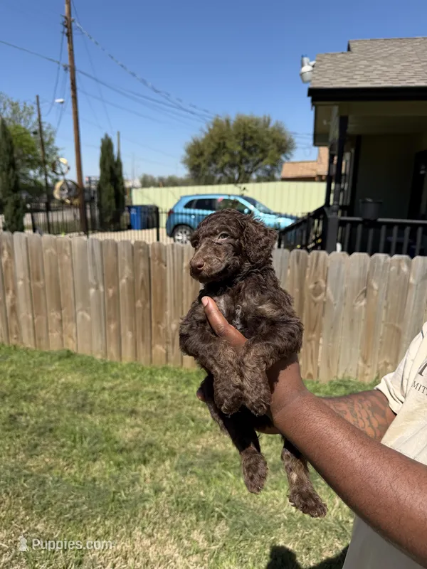 Hershey – Poodle - Standard  puppy for sale in Dallas, TX