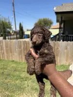 Hershey, a male Poodle - Standard  for sale in Dallas, TX – Photo 3 of 7