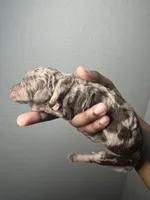 Cupid, a male Poodle - Standard  for sale in Dallas, TX – Photo 3 of 4