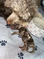 Cupid, a male Poodle - Standard  for sale in Dallas, TX – Photo 4 of 4