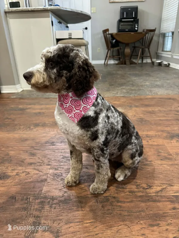 Indi – Bernedoodle puppy for sale in Myrtle Beach, SC