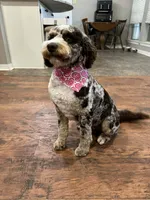 Indi, a female Bernedoodle for sale in Myrtle Beach, SC – 2 of 4