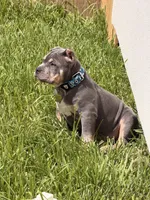BoBa, a male American Bully for sale in Myrtle Beach, SC – 2 of 2