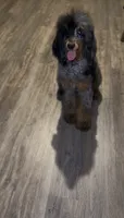 Akc Luna, a  Poodle - Multi-Colored Standard for sale in Dallas, TX – 2 of 4